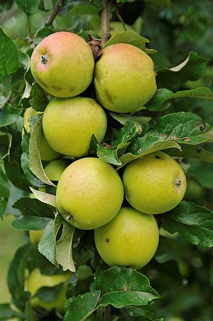 Apfel