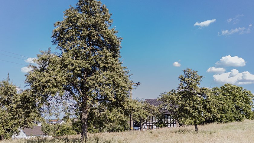 Fleisch und Früchte für die Region