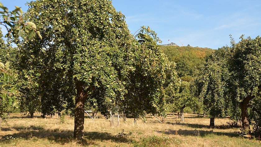 Äpfel mit Birnen vergleichen