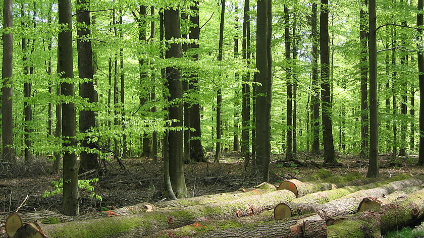 Vor lauter Wald die Bäume nicht