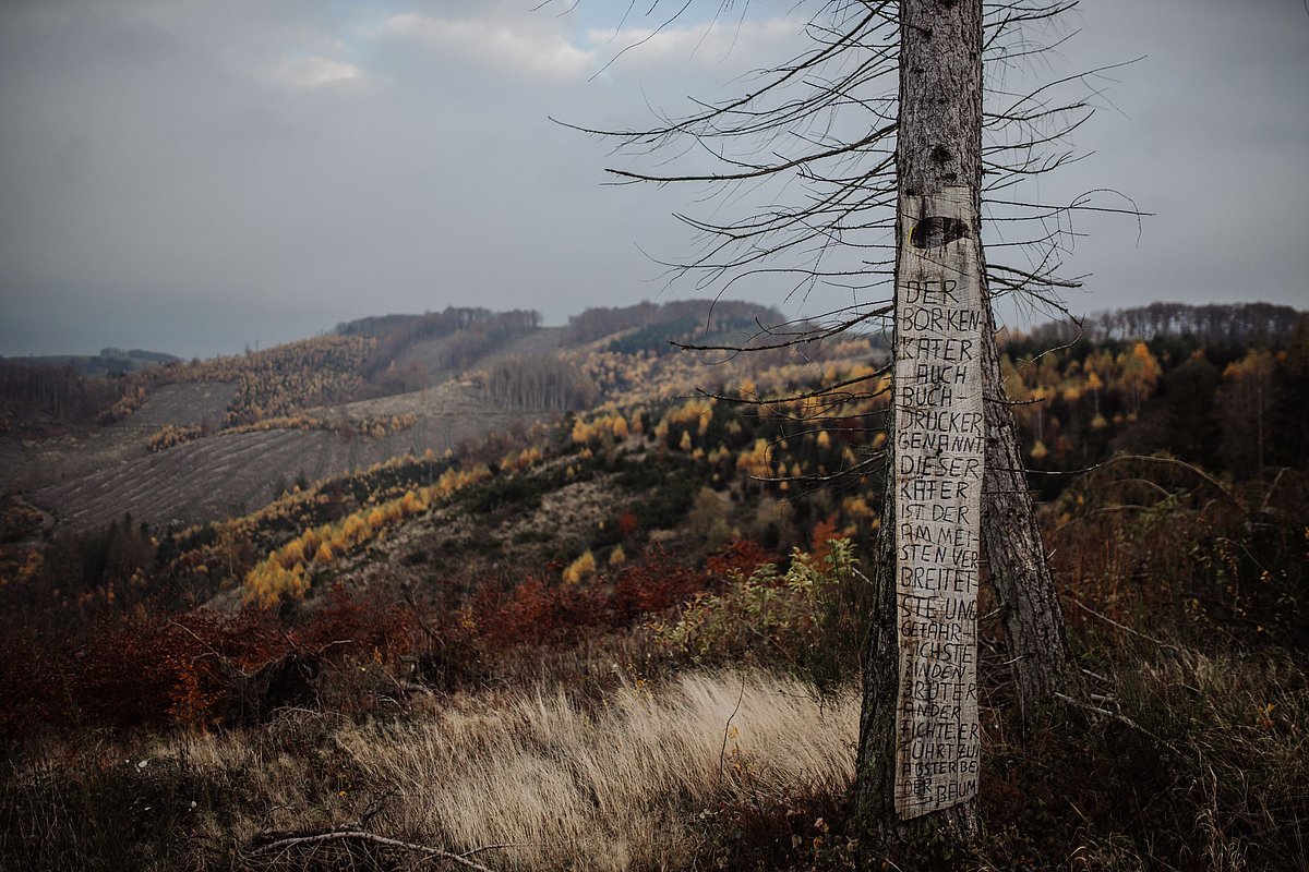 Zerstörte Waldlandschaft