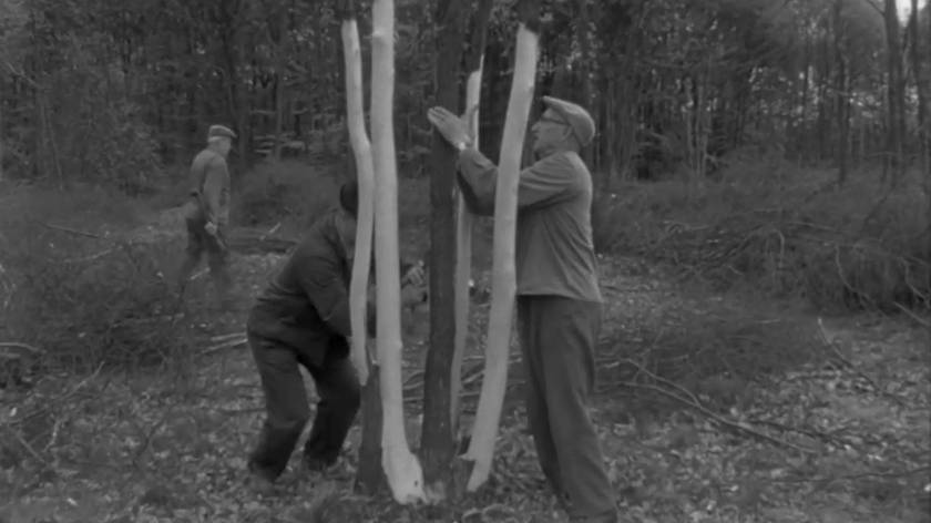 Seit 400 Jahren Waldnachbarschaft