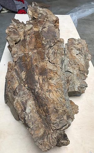 Fossil
