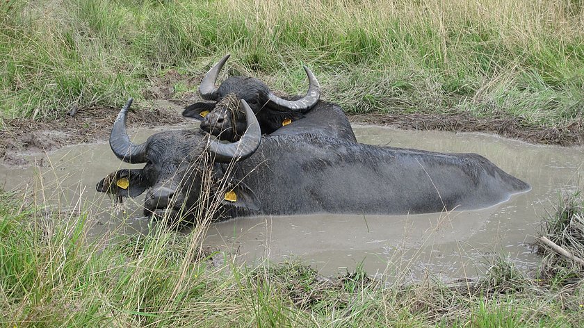 Büffel statt Trüffel