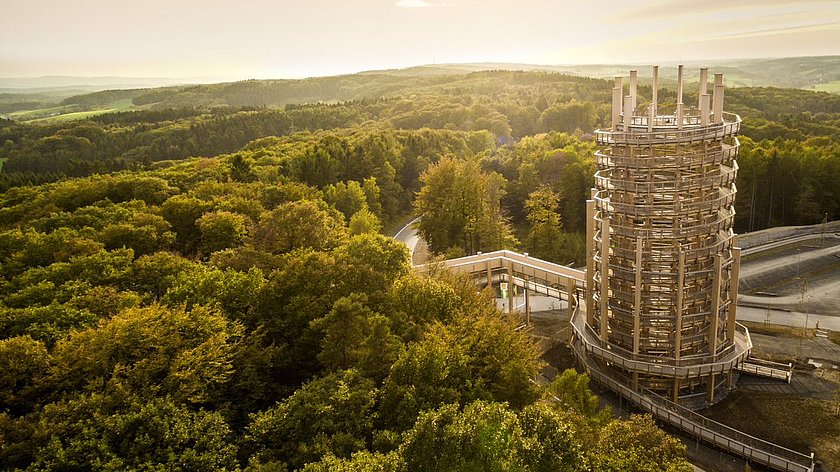 Schön auf dem Holzweg