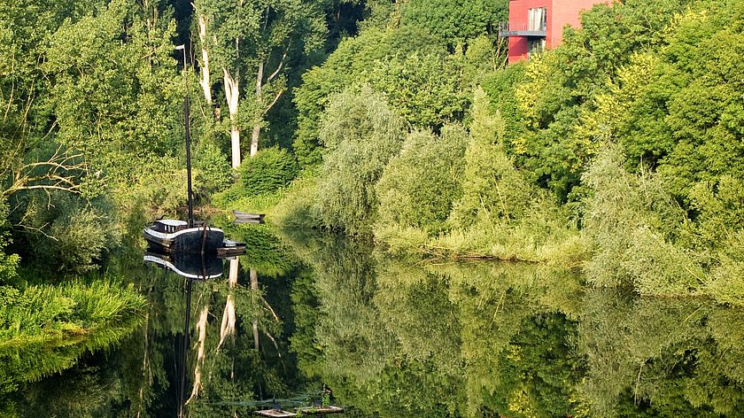 Fischbrüder an der Sieg